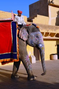 Elefante em Jaipur